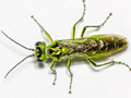 Rhogogaster scalaris
